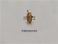 藏品(中銀紋刺蛾)的圖片